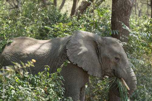 Elephant eating in the forest