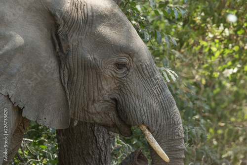 Elephant eating in the forest