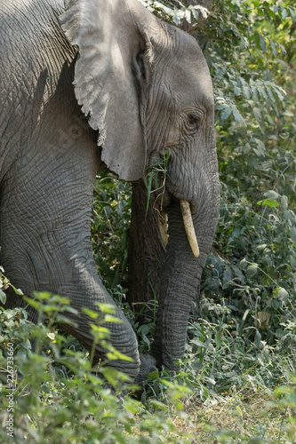 Elephant eating in the forest