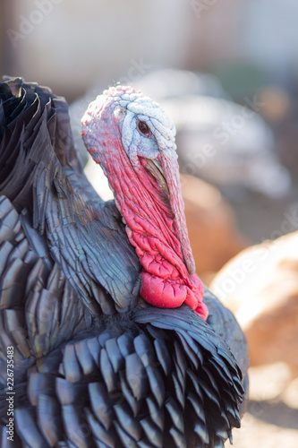 close-up portrait of a turkey
