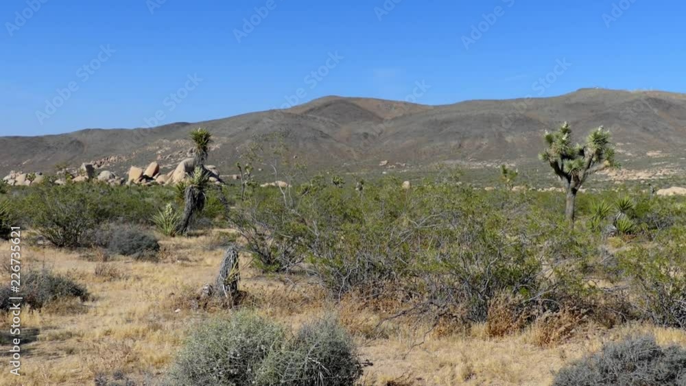 The Joshua Tree National Park in southeastern California, USA, 2017 The Joshua Tree National Park in southeastern California, USA, 2017