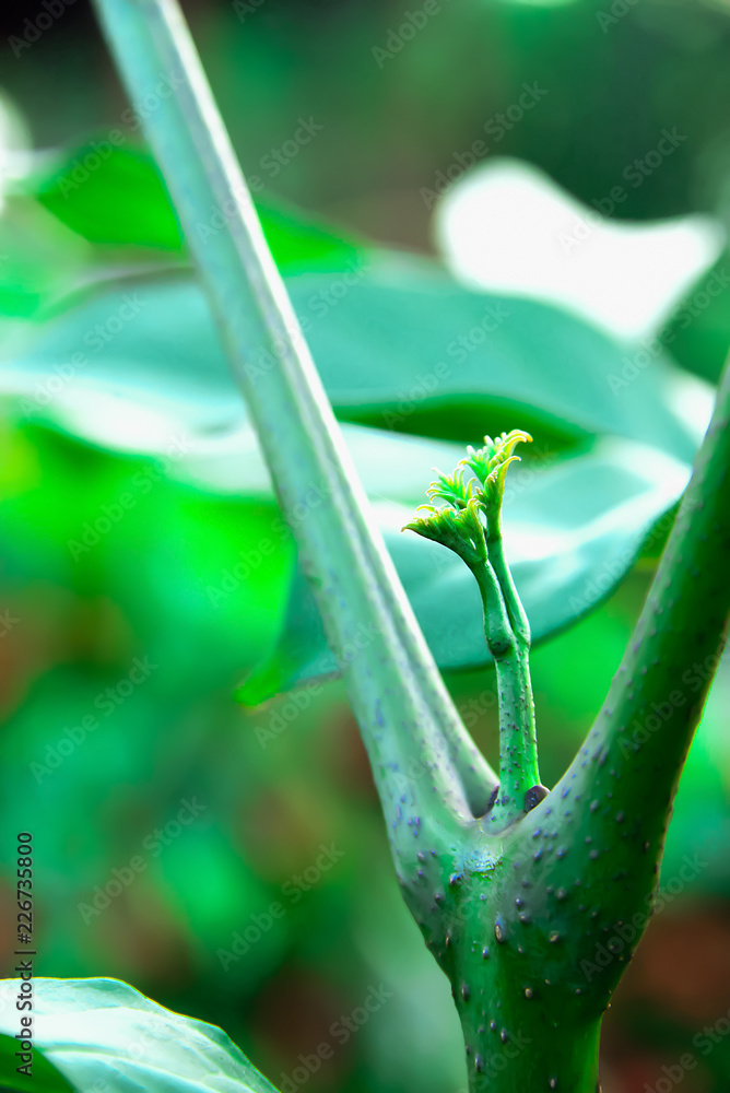 Naklejka premium Peacock is a soft wood, elite and soft to eat.