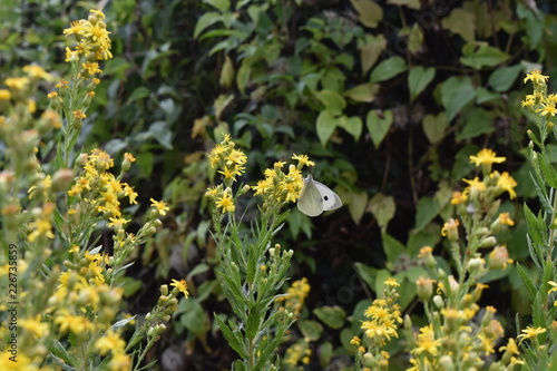 papillon