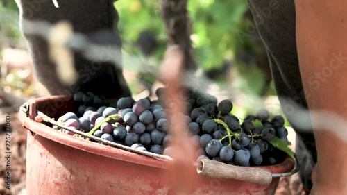 Beautiful young woman harvesting grapes outdoors in vineyard