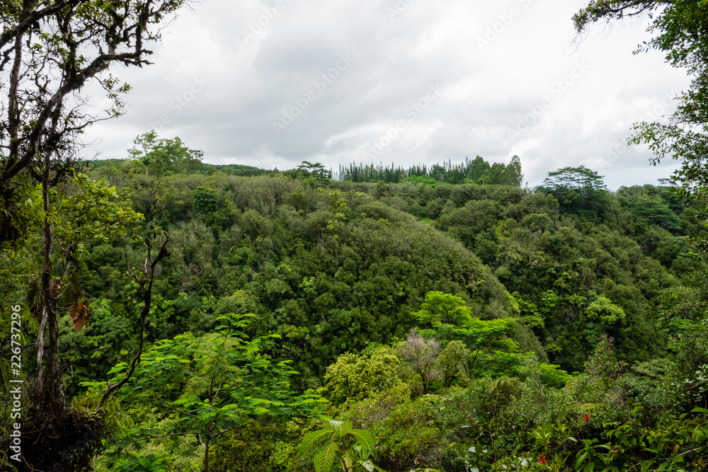 Forest at Akaka Falls