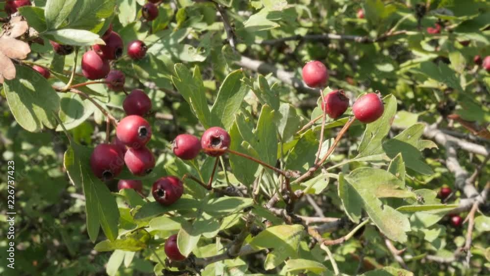 Healthy berries of Hawthorn Crataegus oxyacantha plant 4K video Healthy berries of Hawthorn Crataegus oxyacantha plant 4K video