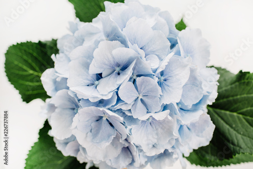 Closeup of blue hydrangea flower.