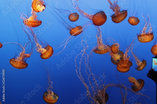 Jellyfish At Monterey Bay Aquarium