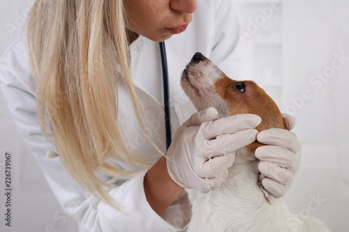 Fototapeta Naklejka Na Ścianę i Meble -  Veterinary care. Vet doctor and dog Jack Russell Terrier. Love taking care of animals