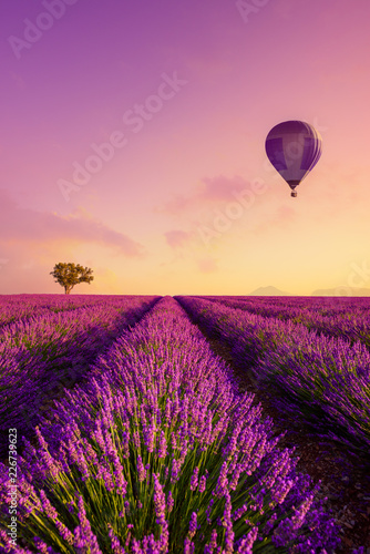 Lavender field rows at sunrise and hot air baloon France Provence