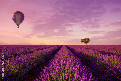 Lavender rows lines with lonely tree and hot air balloon at sunset iconic Provence fields landscape