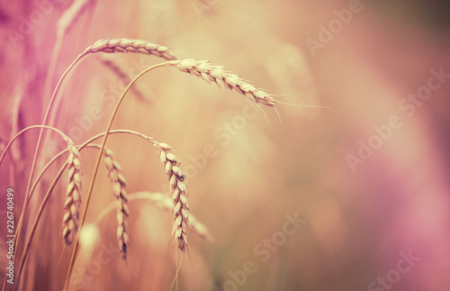 Wheat field. full of ripe grains  golden ears of wheat or rye close up with drops of dew.