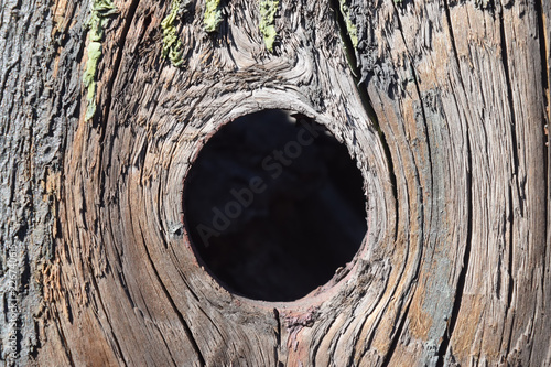 Large hollow tree on a background . Serves nest for birds