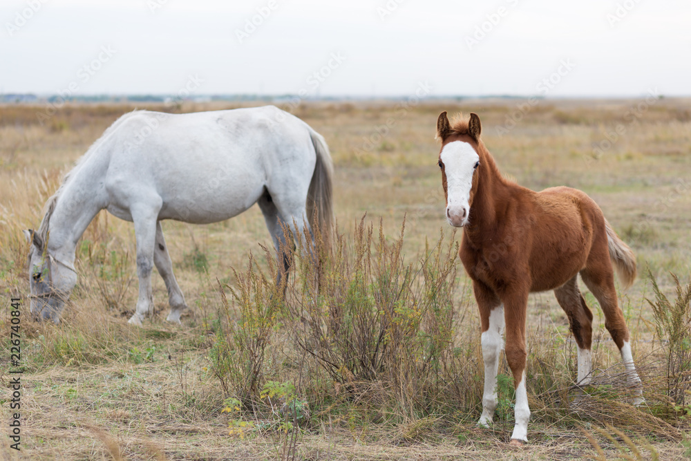 brown colt on the background of a white mare