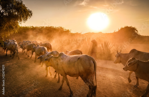 Cows returning to their farm with a farmer. Almost near to sunset dark image with dust. Bagan, Myanmar © mbrand85