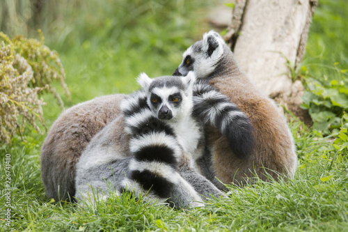 The Ring-tailed Lemur cuddle up to sleep in a meadow together