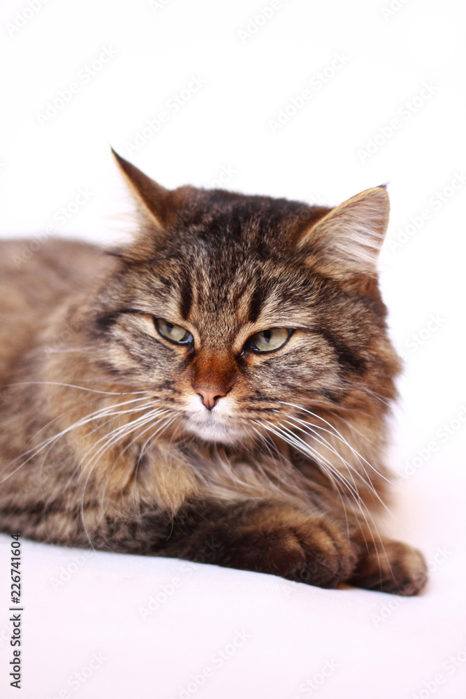 cat isolated on white background cat isolated on white background