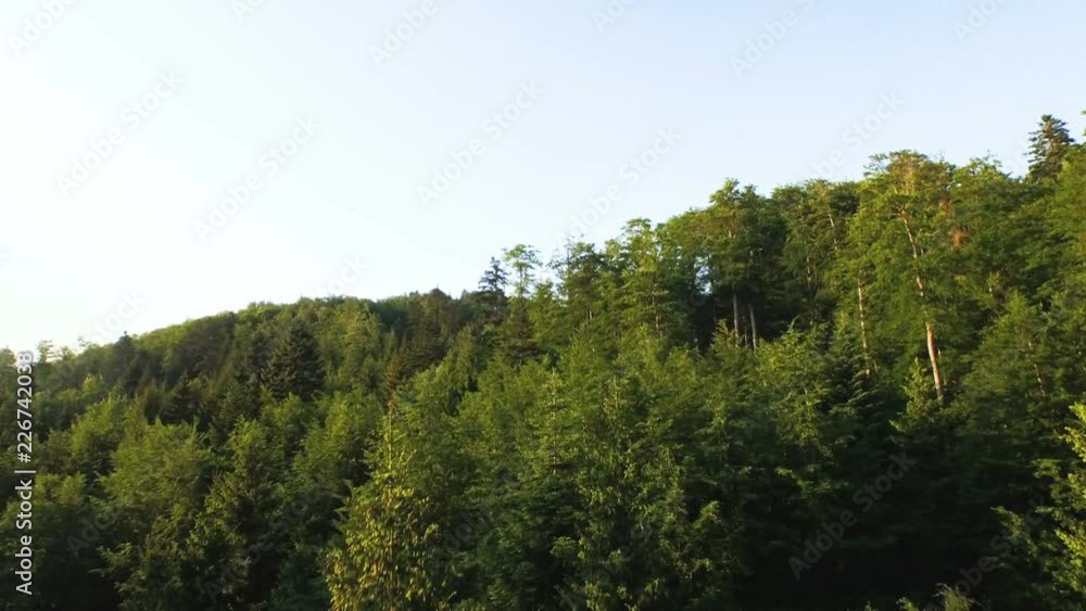 Drone passing trees in virgin primeval forest Drone passing trees in virgin primeval forest