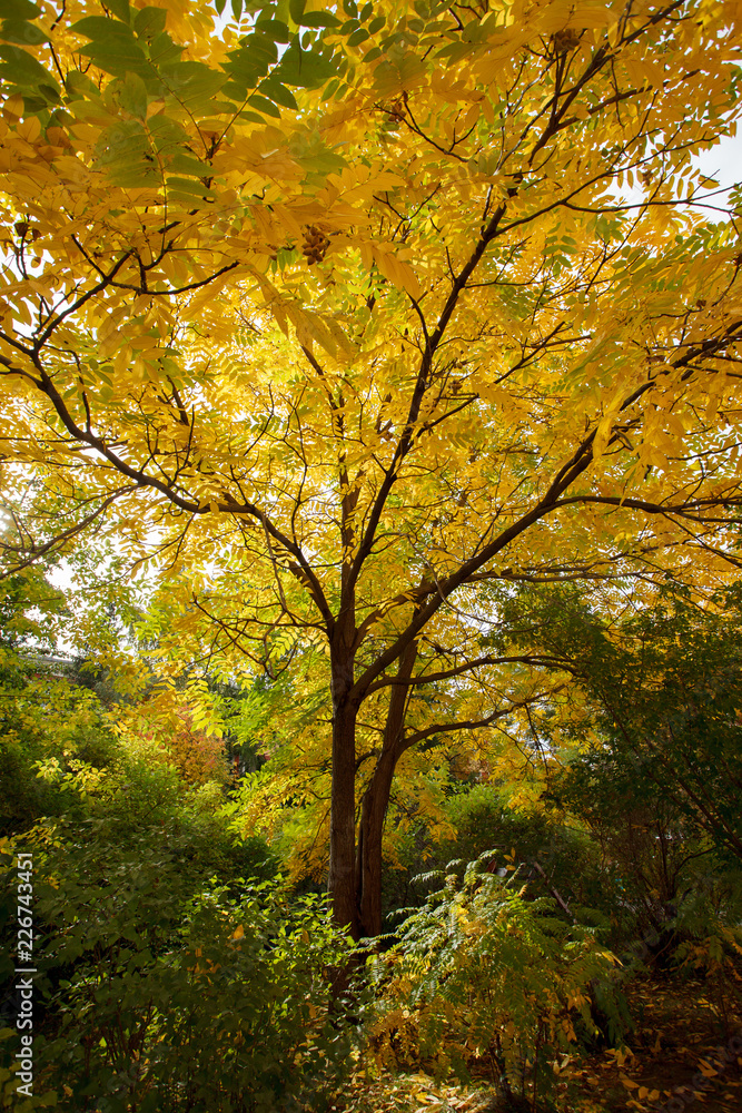 tree with golden leaves in autumn and sunrays, autumn fall season background