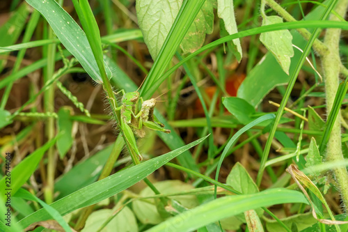 The green grasshopper are breeding on a nature background.