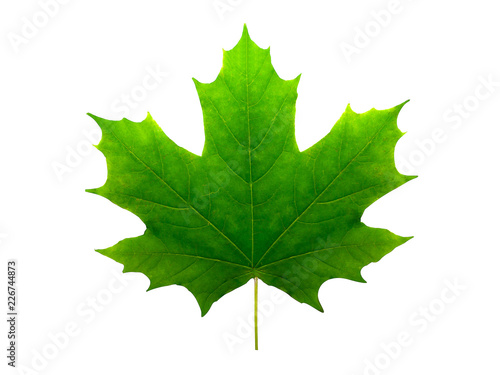 beautiful green maple leaf isolated on white background