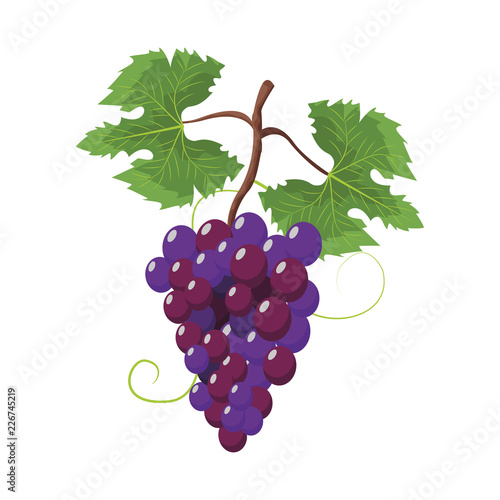 Grapes wine fruit