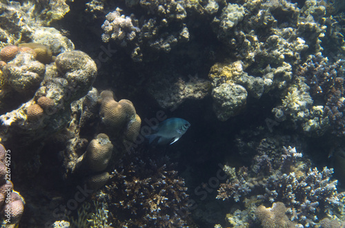 Indian swallow fish in corals, Amblyglyphidodon indicus, Pale damsel © Severe