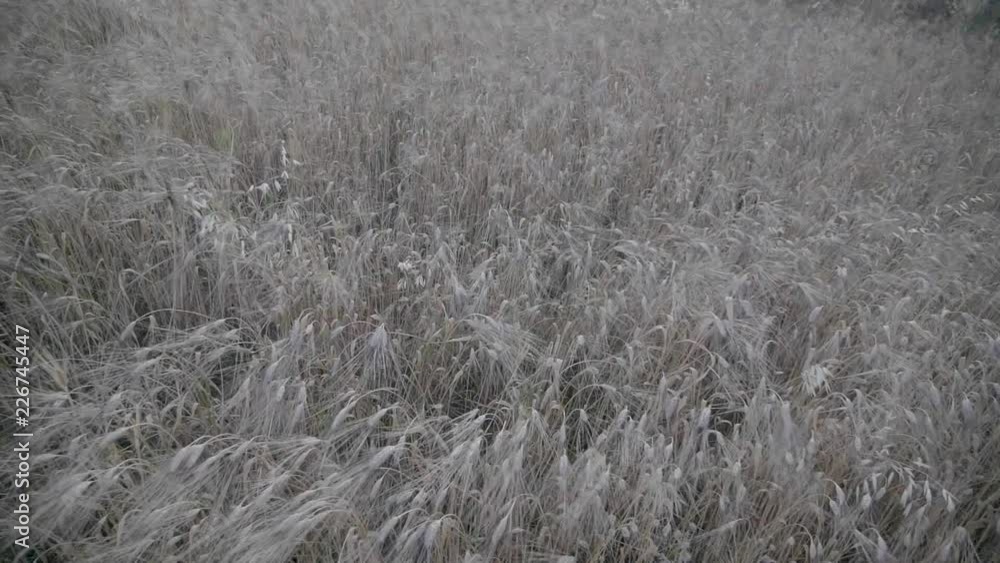 campi di grano campi di grano