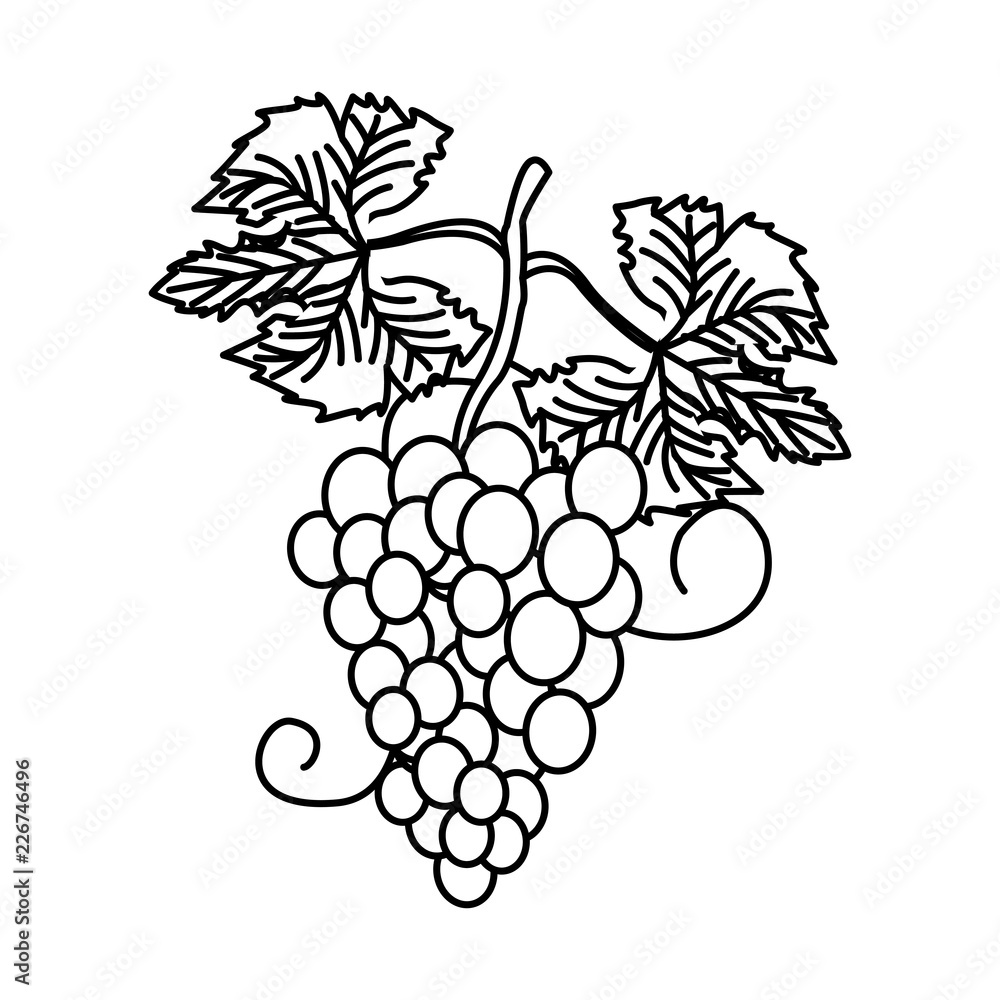 Fototapeta premium Grapes wine fruit