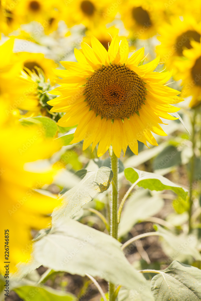 Naklejka premium Sunflower