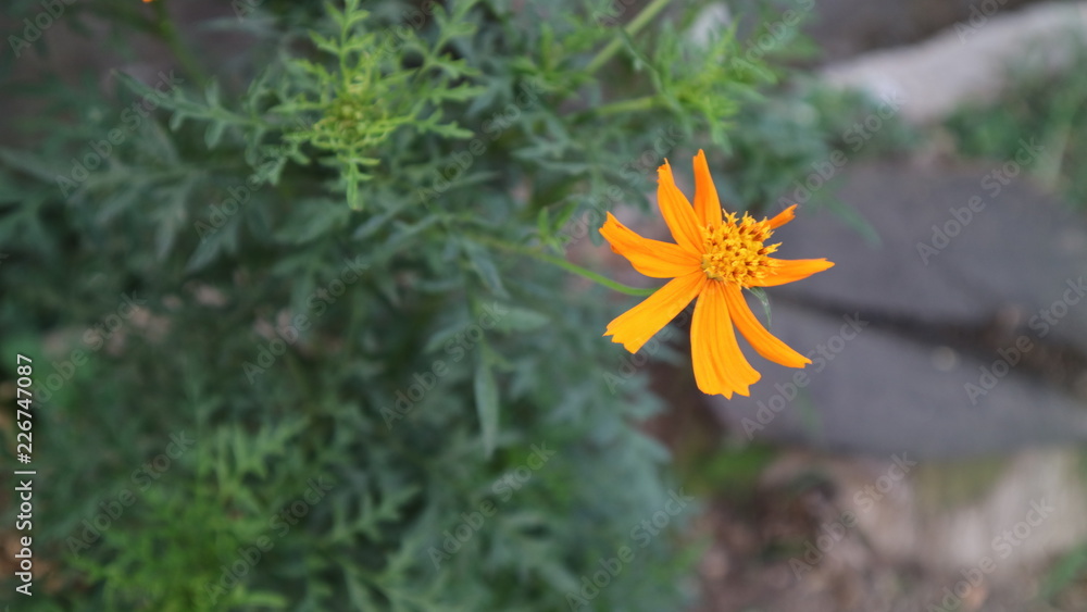 Yellow Flower blooming in daylight Yellow Flower blooming in daylight