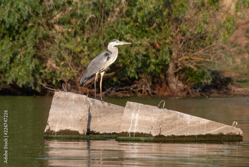 Grey Heron on the river  big bird sitting on a stone 