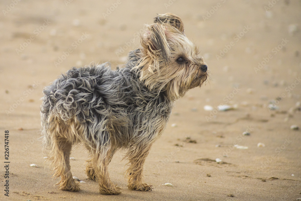 Yorkshire terrier on  a sandy beach looking to the right