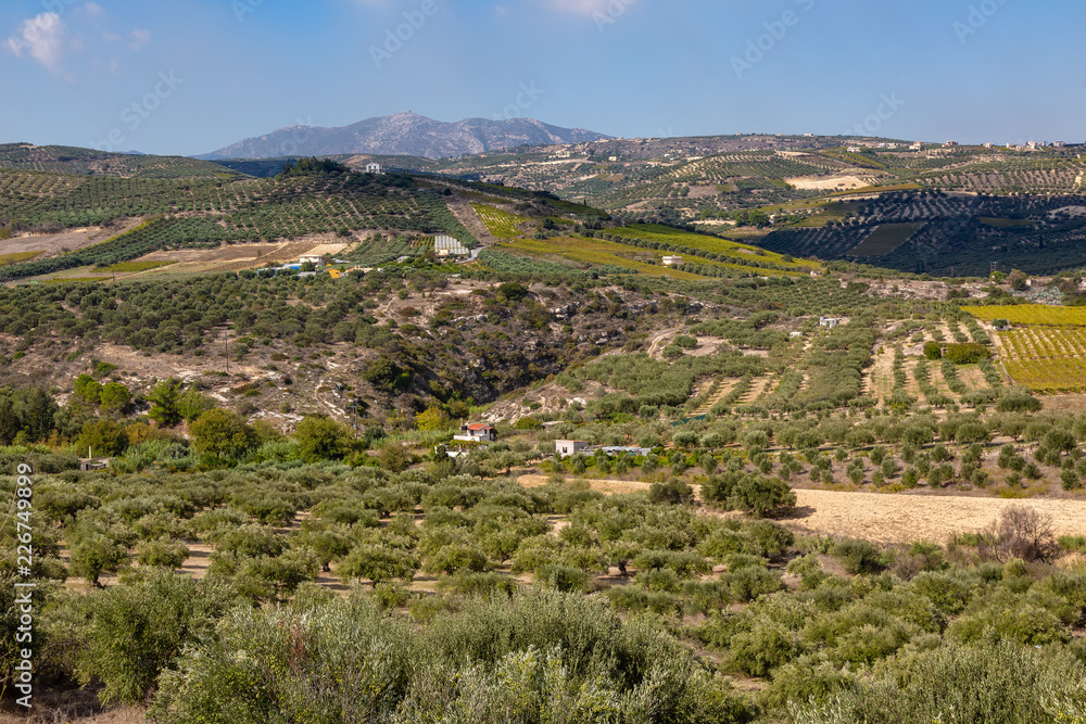 Olive planting on the island of Crete, Greece