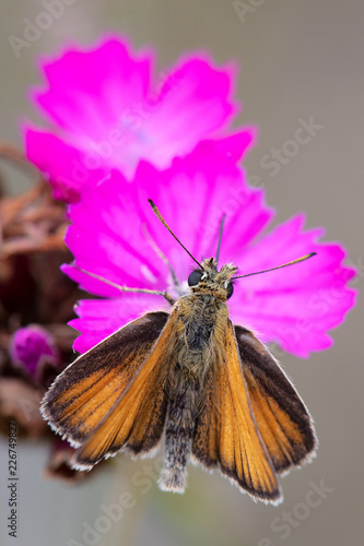 Schwarzkolbiger Braun-Dickkopffalter ( Thymelicus lineola ) photo