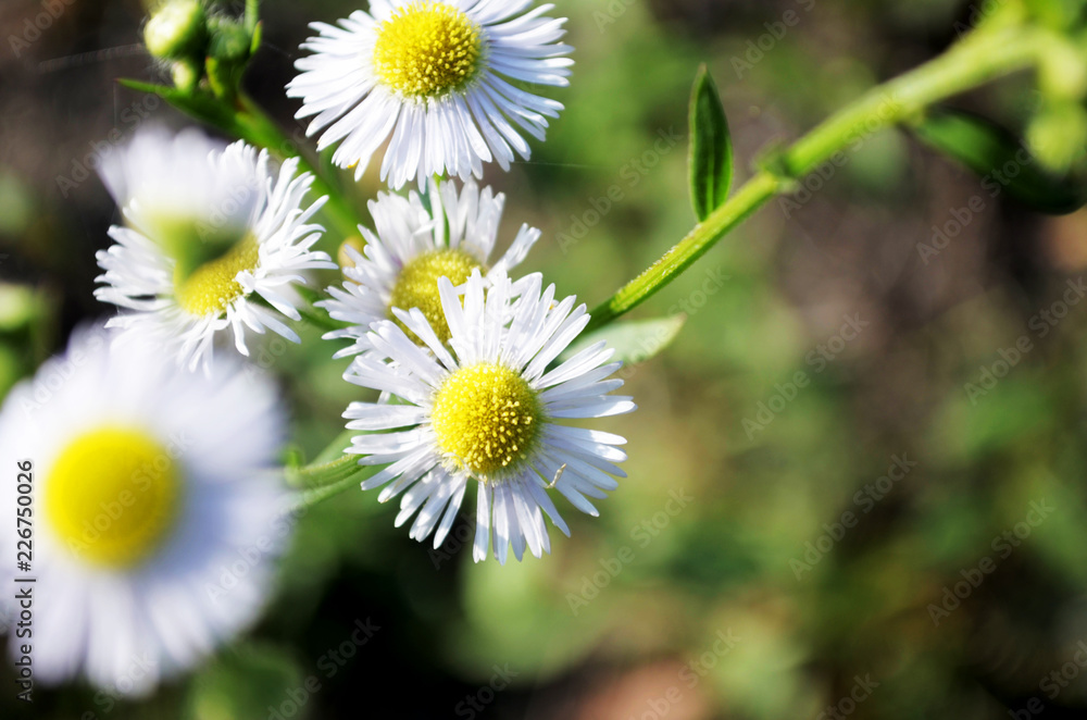 Close up to Beautiful Autumn Plants with Blurry Background. Close up to Beautiful Autumn Plants with Blurry Background.