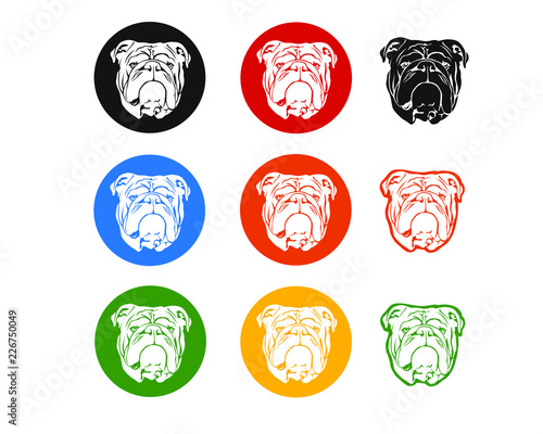 English Bulldog