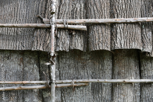 Fototapeta tulip popular bark sheeting used by Native Americans for rooting and siding on w
