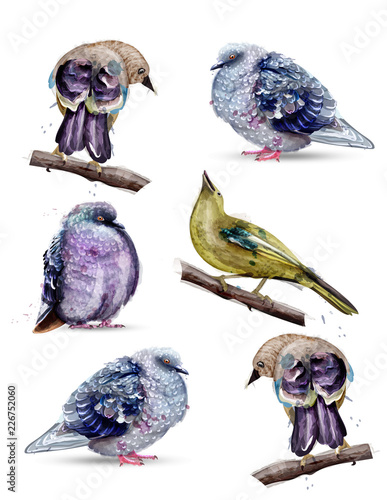 Cute birds watercolor Vector. Colorful painted style illustrations