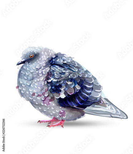 Pigeon bird isolated watercolor Vector. Colorful painted style illustrations