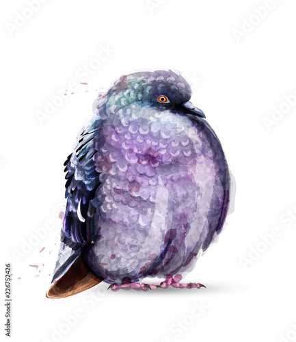 Pigeon bird isolated watercolor Vector. Colorful painted style illustrations