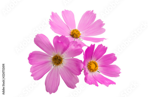 Cosmea flowers isolated