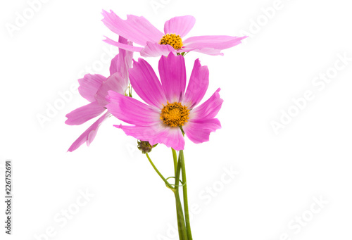 Cosmea flowers isolated