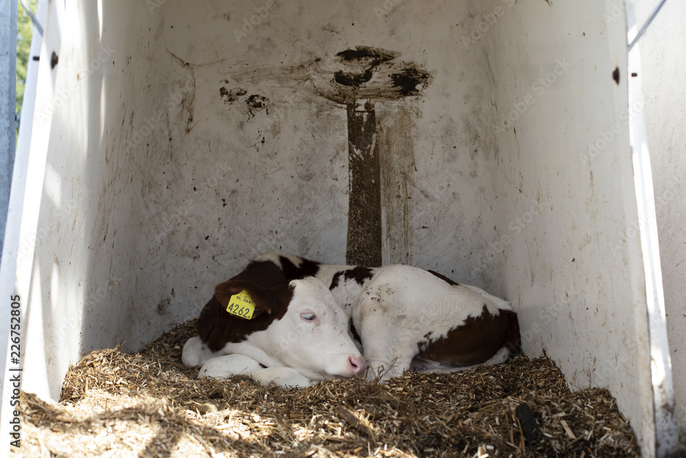 Cute calf sleeping on hay in a dirty calf hutch, with pink nose and