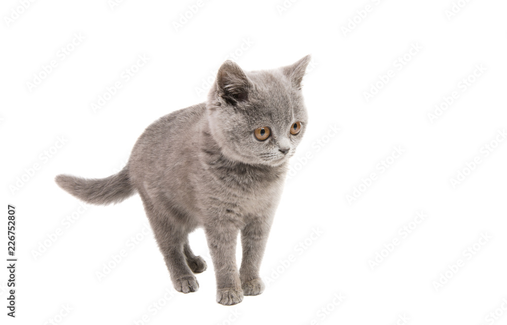 gray kitten isolated