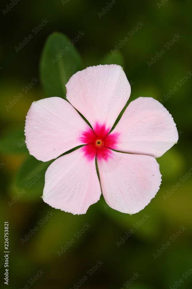 close up flower close up flower