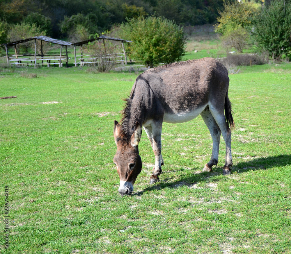 home donkey grazing on the green lawn home donkey grazing on the green lawn