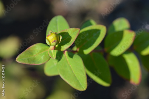 Wallpaper Mural Tutsan Torontodigital.ca