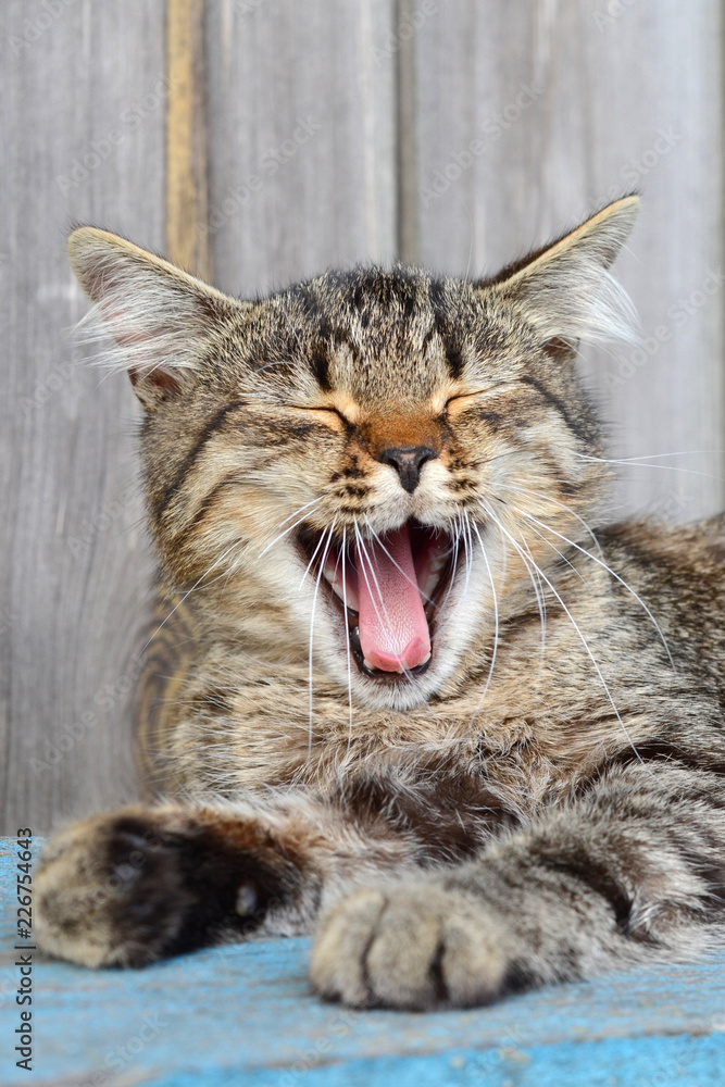 Yawning cat. Meow. Open jaws.
