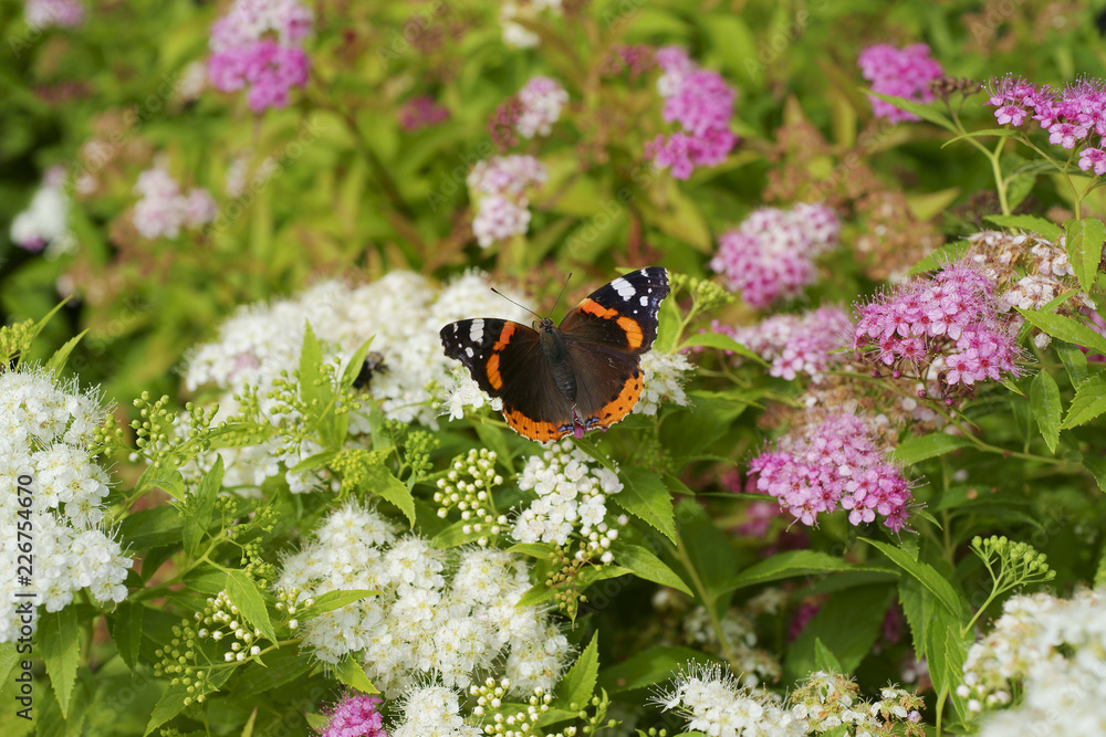 Obraz premium Butterfly Red admiral / Vanessa atalanta / on Spiraea japonica Genpei